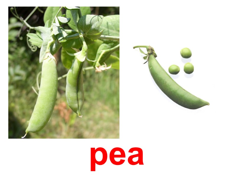 pea